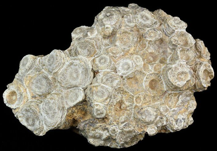 Fossil Coral (Actinocyathus) Head - Morocco #44858